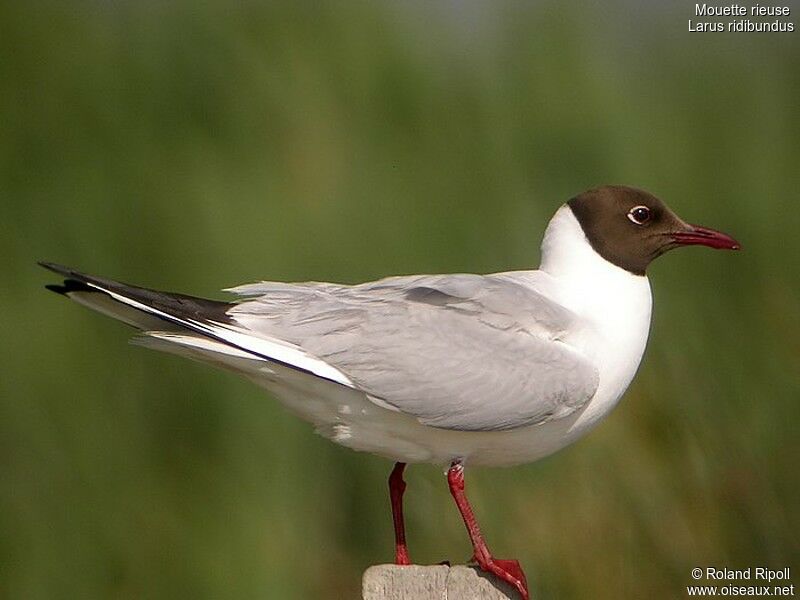 Black-headed Gulladult breeding