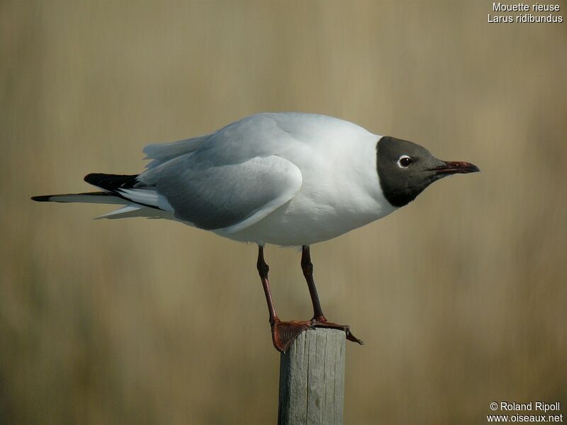 Black-headed Gulladult breeding, identification, Behaviour