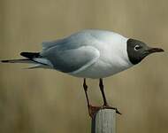 Mouette rieuse