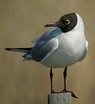 Mouette rieuse