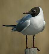 Mouette rieuse