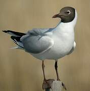 Mouette rieuse