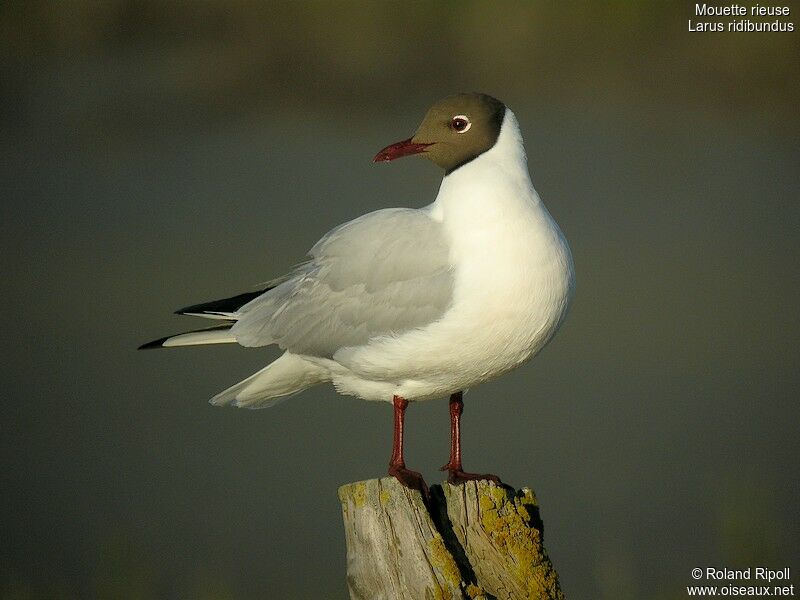 Black-headed Gulladult breeding, identification