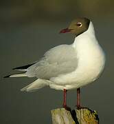 Black-headed Gull