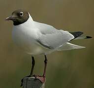 Mouette rieuse