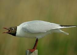 Black-headed Gull