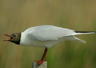 Mouette rieuse