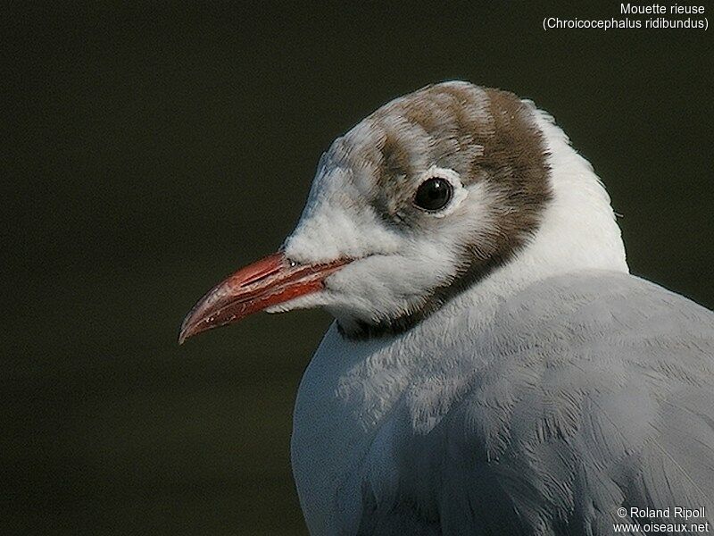 Mouette rieuseadulte internuptial