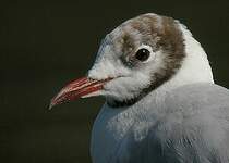 Mouette rieuse