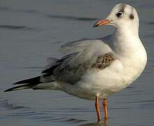 Mouette rieuse