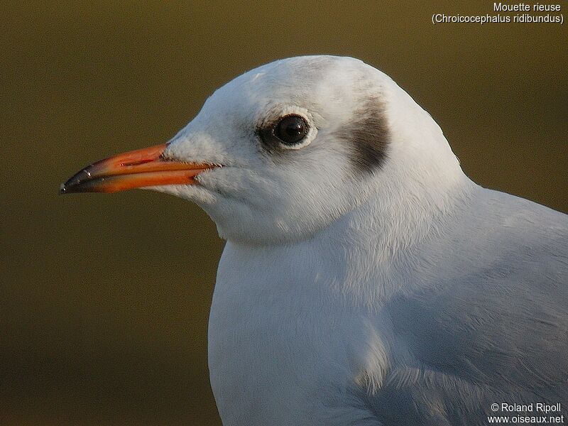 Mouette rieuseadulte internuptial