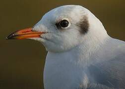 Mouette rieuse