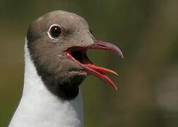 Black-headed Gull