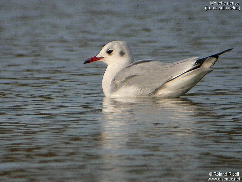 Mouette rieuse