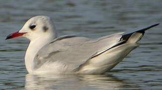 Mouette rieuse