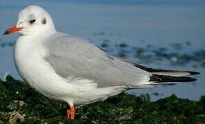 Mouette rieuse