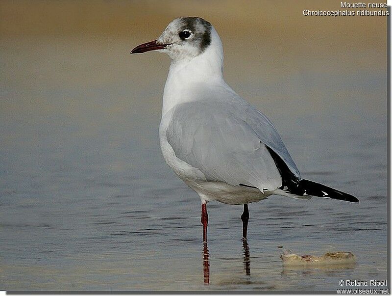 Mouette rieuseadulte internuptial