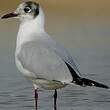 Mouette rieuse