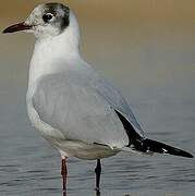 Black-headed Gull