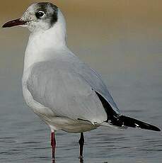 Mouette rieuse