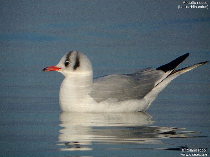 Mouette rieuse