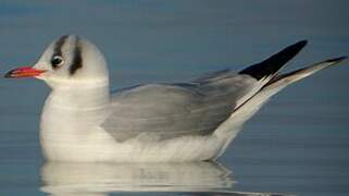 Mouette rieuse