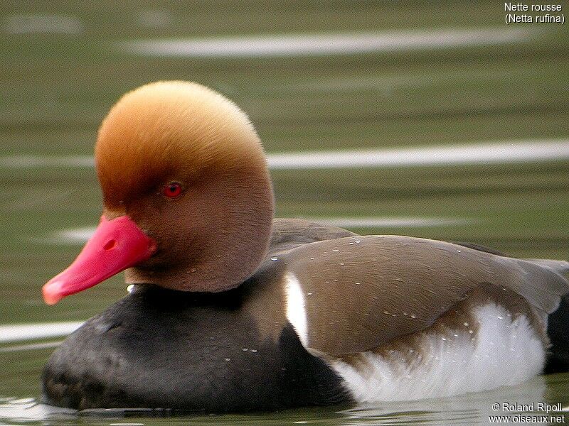 Nette rousse