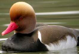 Red-crested Pochard