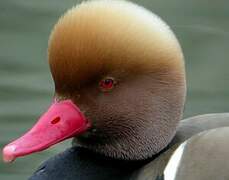 Red-crested Pochard