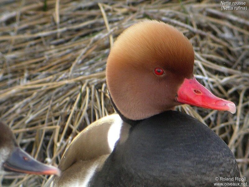 Nette rousse