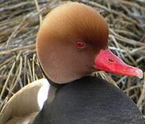 Red-crested Pochard