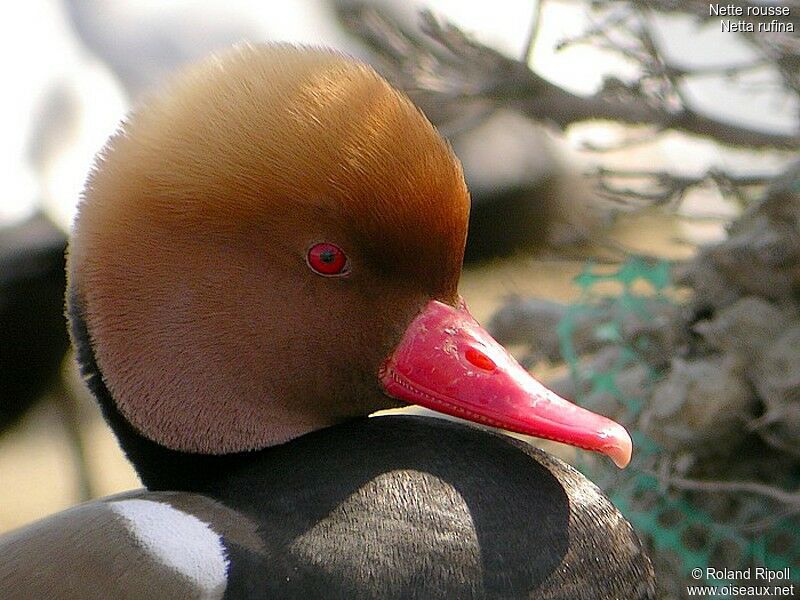 Nette rousse mâle adulte