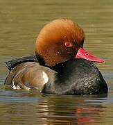 Red-crested Pochard