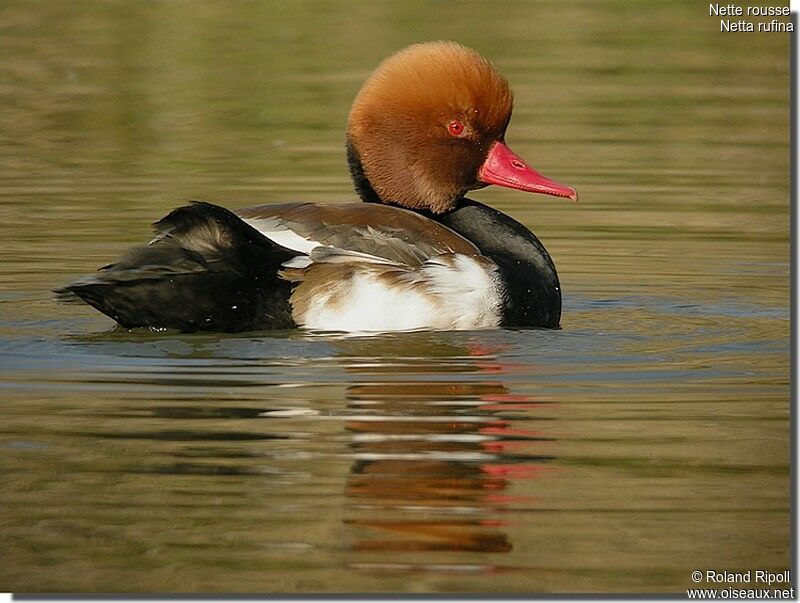 Red-crested Pochard male