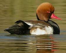 Red-crested Pochard