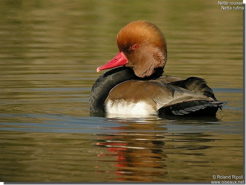 Red-crested Pochard male adult post breeding