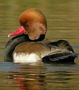 Red-crested Pochard