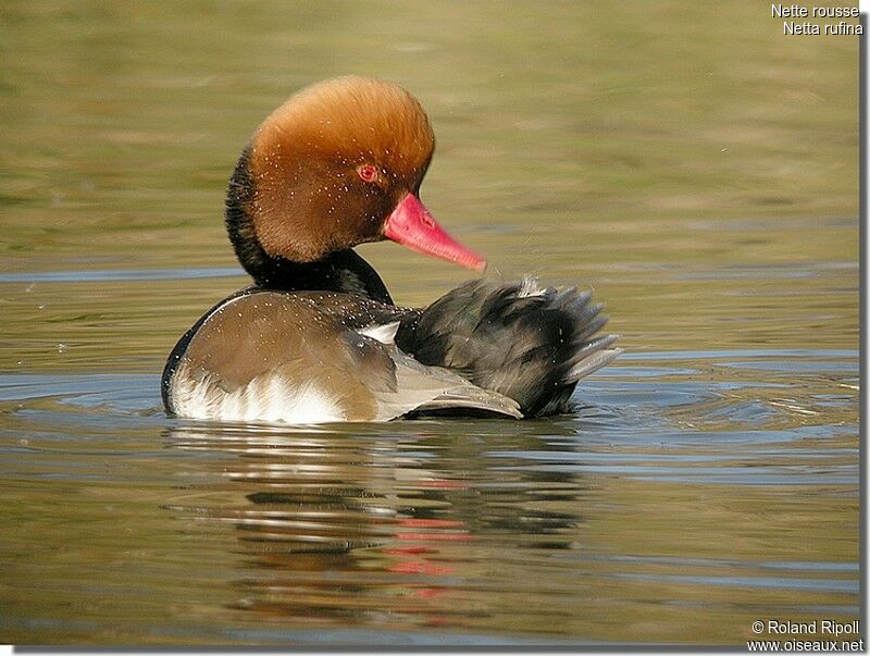 Nette rousse mâle adulte internuptial