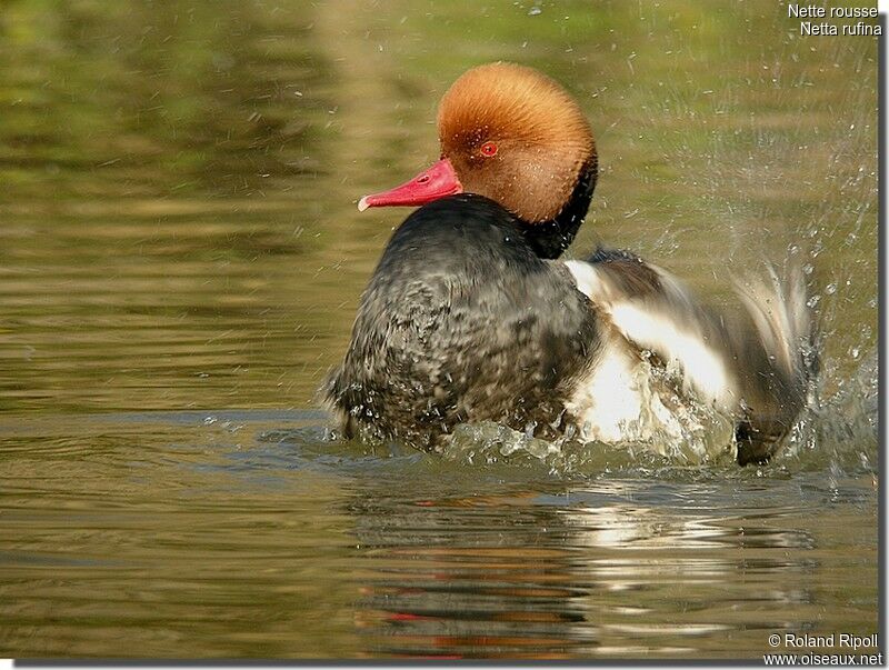 Red-crested Pochard male adult post breeding