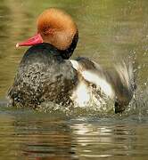 Red-crested Pochard