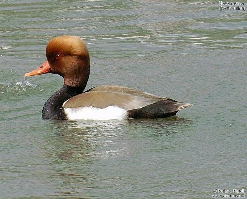 Red-crested Pochard