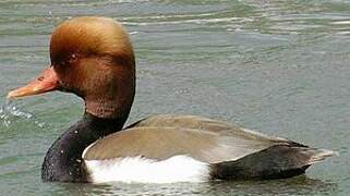 Red-crested Pochard