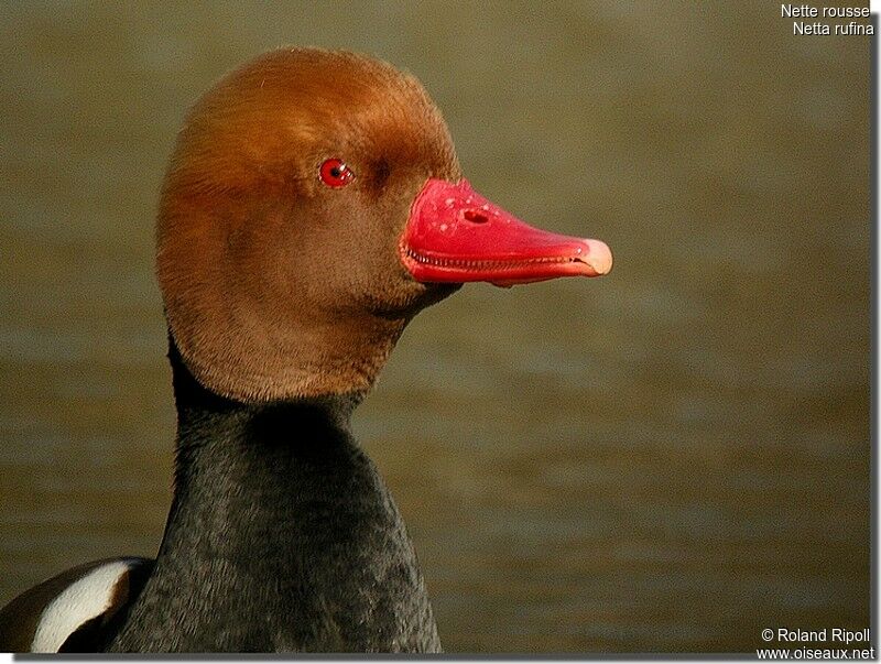 Nette rousse mâle adulte nuptial