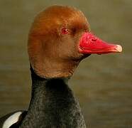 Red-crested Pochard