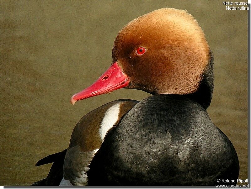 Nette rousse mâle adulte nuptial