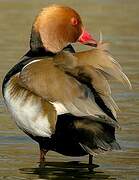 Red-crested Pochard