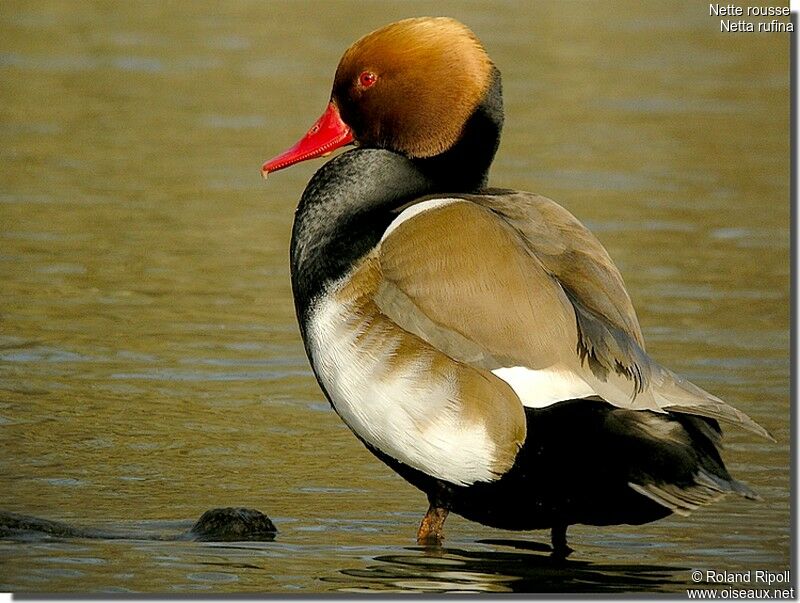 Red-crested Pochard male adult breeding