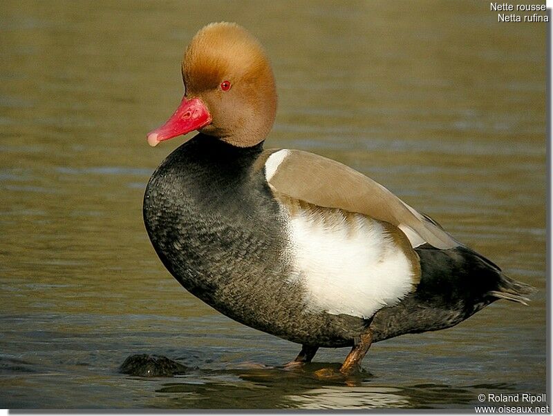 Red-crested Pochard male adult breeding