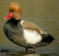 Red-crested Pochard