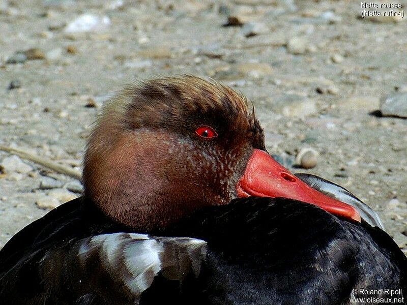 Red-crested Pochard